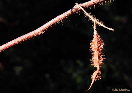 image of Robinia hispida var. hispida, Common Bristly Locust