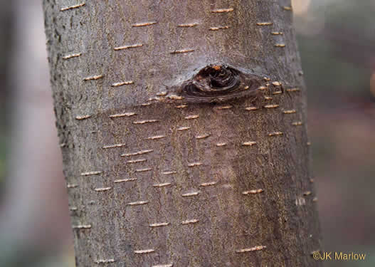 image of Betula lenta var. lenta, Sweet Birch, Cherry Birch, Black Birch, "Mahogany"