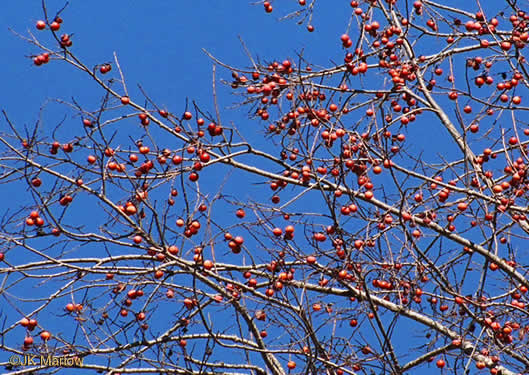 image of Diospyros virginiana, American Persimmon, Possumwood, Simmon