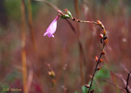 image of Physostegia virginiana ssp. praemorsa, Southern Obedient-plant