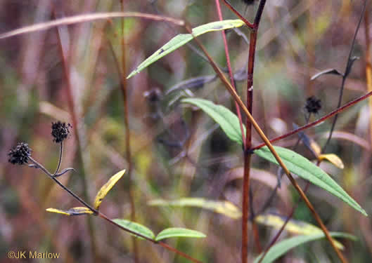 image of Helianthus schweinitzii, Schweinitz's Sunflower