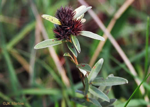 Lespedeza capitata, Round-headed Lespedeza, Roundhead Bush-clover, Silvery Bush-clover