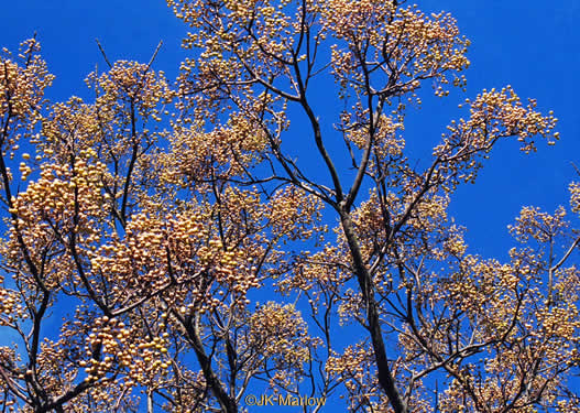 image of Melia azedarach, Chinaberry, Pride-of-India