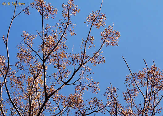 image of Melia azedarach, Chinaberry, Pride-of-India