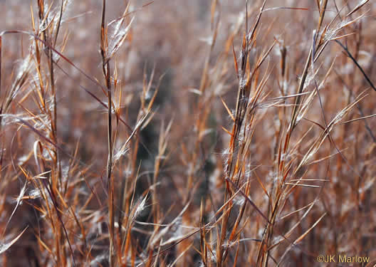 image of Andropogon virginicus var. virginicus, Broomsedge, Broomsedge Bluestem, Old-field Broomstraw, "Sedge Grass"