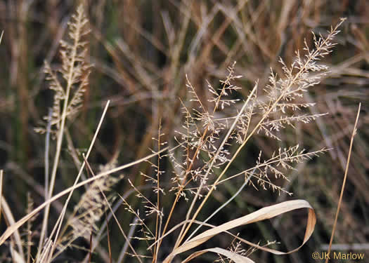 image of Coleataenia anceps ssp. anceps, Beaked Panicum, Beaked Panicgrass