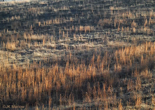 image of Andropogon virginicus var. virginicus, Broomsedge, Broomsedge Bluestem, Old-field Broomstraw, "Sedge Grass"