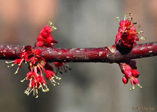 Acer rubrum var. rubrum, Eastern Red Maple