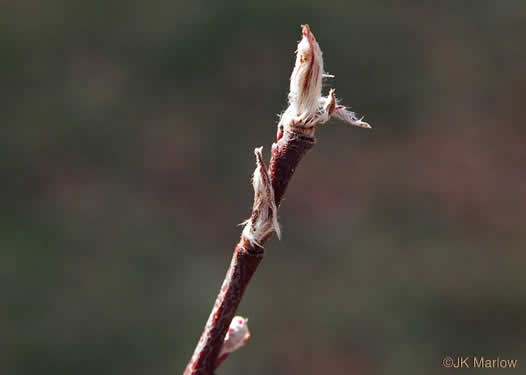 image of Amelanchier sanguinea, Roundleaf Serviceberry, New England Serviceberry