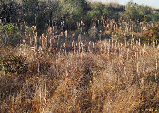 image of Andropogon tenuispatheus, Maritime Bushy Bluestem, Bushy Beardgrass, Maritime Bluestem