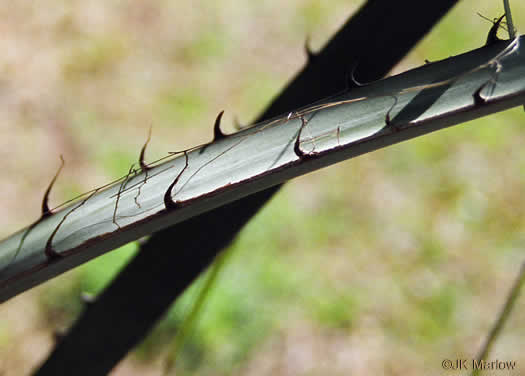 image of Butia odorata, Pindo Palm, South American Jelly Palm, Brazilian Butia