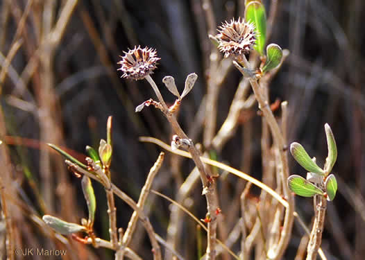 image of Borrichia frutescens, Silver Seaside Oxeye