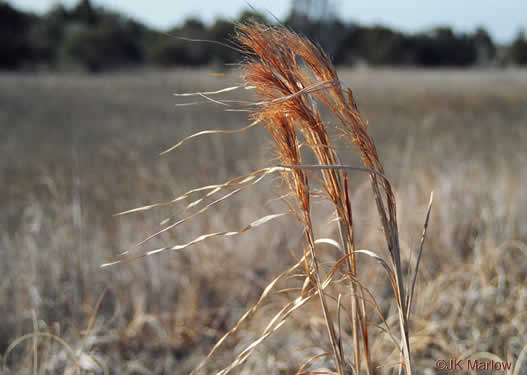 image of Andropogon tenuispatheus, Maritime Bushy Bluestem, Bushy Beardgrass, Maritime Bluestem