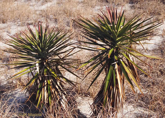 image of Yucca gloriosa, Mound-lily Yucca, Spanish Bayonet