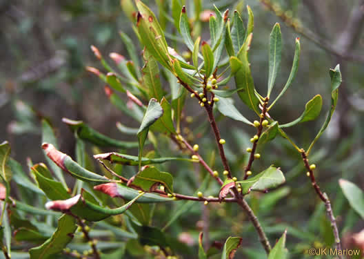 image of Morella cerifera, Common Wax-myrtle, Southern Bayberry