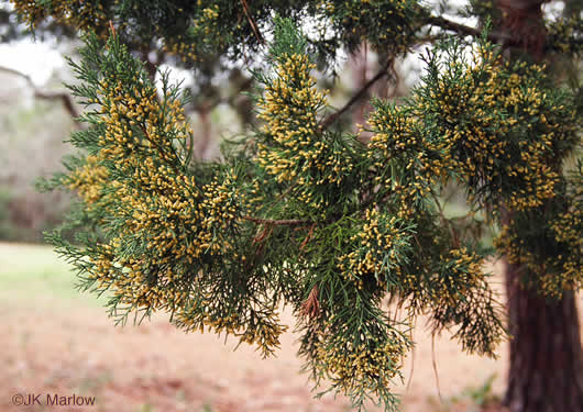 image of Juniperus silicicola, Southern Red Cedar, Coastal Red Cedar