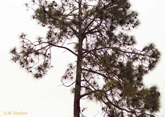 image of Pinus taeda, Loblolly Pine, Old Field Pine