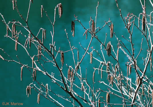 image of Alnus serrulata, Tag Alder, Hazel Alder, Smooth Alder