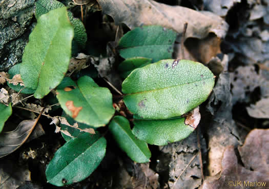 image of Epigaea repens, Trailing Arbutus, Mayflower