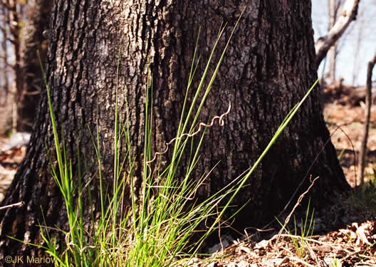 image of Piptochaetium avenaceum, Green Needlegrass, Blackseed Needlegrass, Eastern Needlegrass, Black Oatgrass