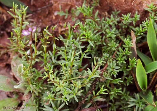 image of Linaria canadensis, Oldfield Toadflax, Common Toadflax, Canada Toadflax