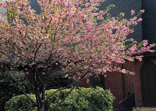 image of Prunus ×yedoensis, Yoshino Cherry