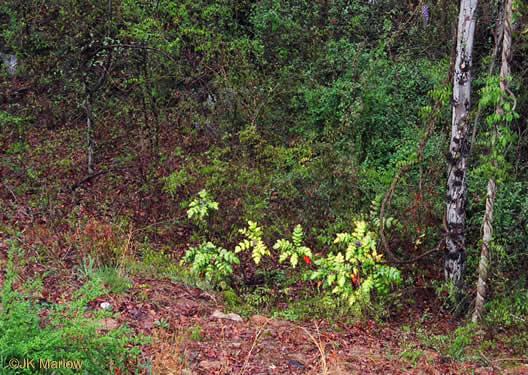 image of Mahonia bealei, Leatherleaf Mahonia, Chinese Mahonia, Holly-grape