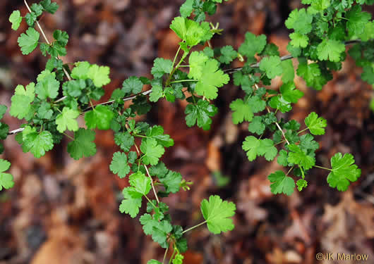 image of Ribes echinellum, Miccosukee Gooseberry, Spiny Gooseberry, Florida Gooseberry