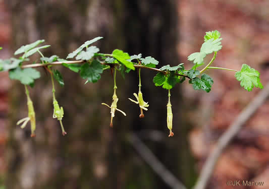 image of Ribes echinellum, Miccosukee Gooseberry, Spiny Gooseberry, Florida Gooseberry