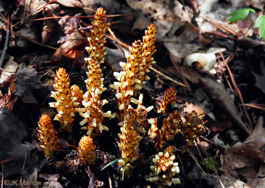 image of Conopholis americana, Squawroot, Bearcorn, Oakdrops