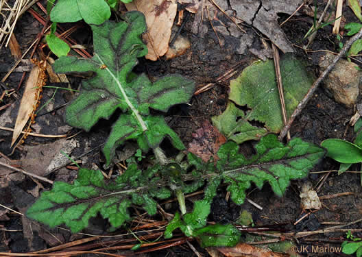 image of Salvia lyrata, Lyreleaf Sage, Cancer-weed