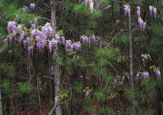 image of Wisteria sinensis, Chinese Wisteria