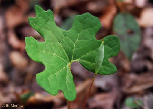 image of Sanguinaria canadensis, Bloodroot, Red Puccoon