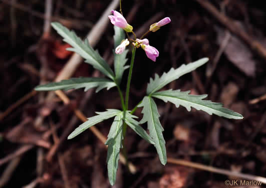 image of Cardamine concatenata, Cutleaf Toothwort