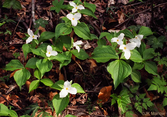 Large-flowered Trillium