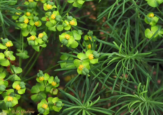 image of Euphorbia cyparissias, Cypress Spurge, Graveyard Spurge