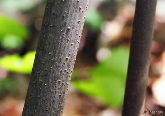 image of Calycanthus floridus, Sweetshrub, Carolina Allspice, Strawberry-shrub