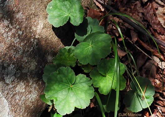 image of Heuchera parviflora var. parviflora, Littleflower Alumroot, Cave Alumroot, Cumberland Grotto Alumroot, Small-flower Alumroot