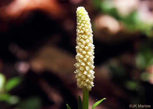 image of Chamaelirium luteum, Fairywand, Devil's Bit