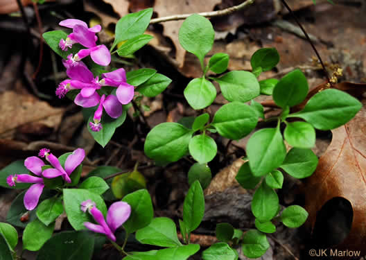 image of Polygaloides paucifolia, Gaywings, Fringed Polygala, Flowering Wintergreen, Bird-on-the-wing