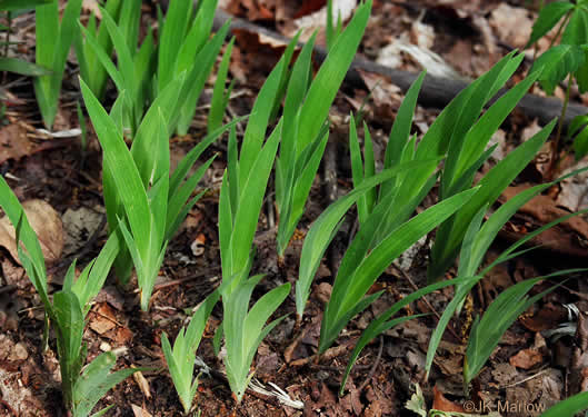 Dwarf Crested Iris