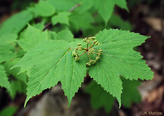 Viburnum acerifolium, Mapleleaf Viburnum, Maple-leaved Arrowwood, Dockmackie