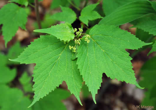 image of Viburnum acerifolium, Mapleleaf Viburnum, Maple-leaved Arrowwood, Dockmackie