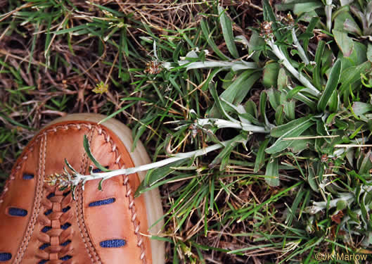 image of Gamochaeta purpurea, Spoonleaf Purple Everlasting, Purple Cudweed