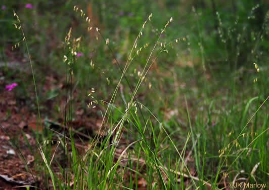 image of Melica mutica, Two-flower Melicgrass