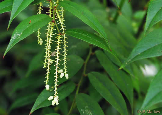 image of Leucothoe fontanesiana, Mountain Doghobble, Highland Doghobble, Switch-ivy