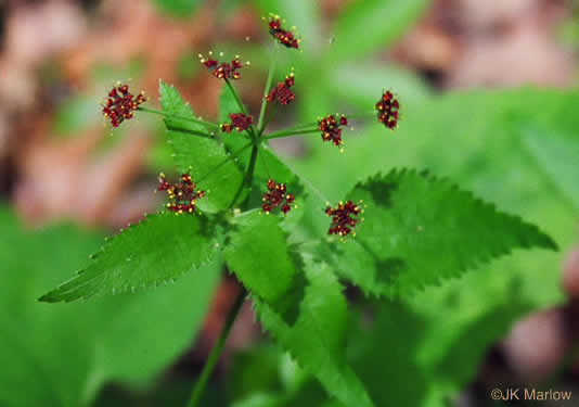 image of Thaspium trifoliatum var. trifoliatum, Purple Meadow-parsnip, Woodland Parsnip