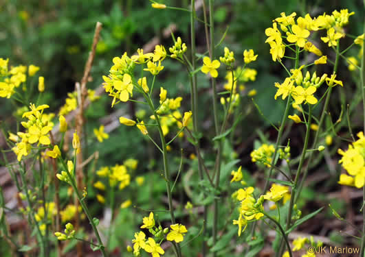 image of Brassica rapa, Turnip, Field Mustard, Field Rape, Chinese Cabbage