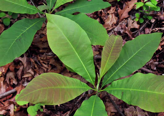 Magnolia tripetala, or umbrella magnolia