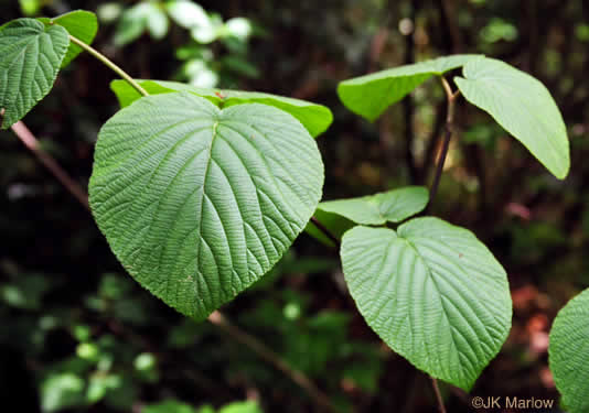 image of Viburnum lantanoides, Witch Hobble, Moosewood, Hobblebush, Tangle-legs